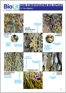 Fiche identification des espèces : Les Algues