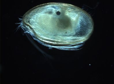 ostracode