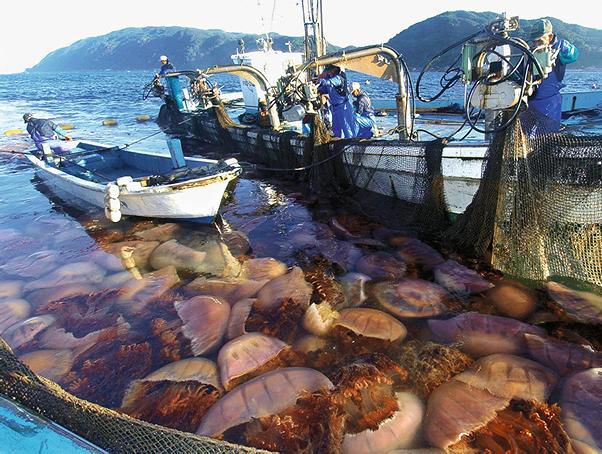 meduses-invasion-est-devenue-globale